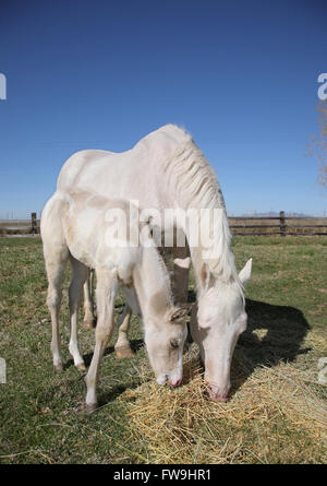 Cheval blanc et son poulain debout dans un champ de foin sur pâturage Banque D'Images