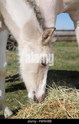 Baby horse eating hay à l'extérieur Banque D'Images