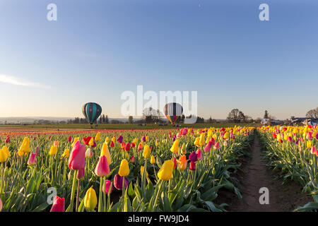 Montgolfières à champ de tulipes dans Woodurn au lever du soleil, au printemps de l'Oregon Banque D'Images