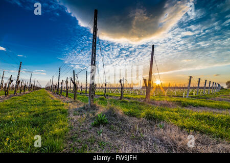 Culture d'arbres fruitiers dans la campagne de l'Emilie Romagne en Italie, de feuilles de vignes dans des fichiers organisés Banque D'Images