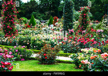 Paris- Bois de Boulogne jardin rose classique dans la Roseraie de Bagatelle Banque D'Images