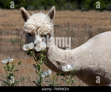 Un Alpaga en prenant le temps de sentir une fleur. Arrêter et sentir les fleurs. Pris sur un ranch d'alpaga en Arizona après la tonte. Banque D'Images
