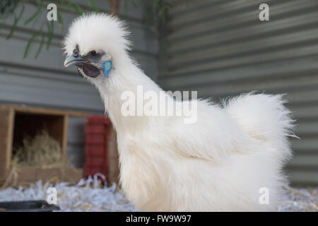 Silkie blanc en poule basse cour coop de view point faible Banque D'Images