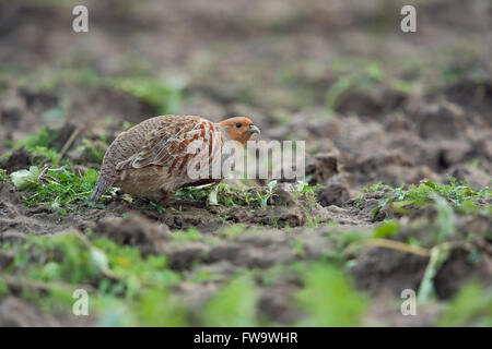 La Perdrix grise / Rebhuhn attentif ( Perdix perdix ) sur terrain humide furtivement loin, typique des comportements caractéristiques. Banque D'Images