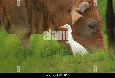 Un héron garde-boeuf - Ardea ibis - debout à côté de pâturage du bétail dans les régions rurales de l'Australie avec l'herbe verte et luxuriante. Photo Chris Ison Banque D'Images