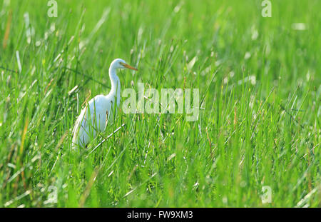 Intermediate egret Ardea intermedia - debout dans l'herbe haute sur le bord d'un billabong outback. Photo Chris Ison. Banque D'Images