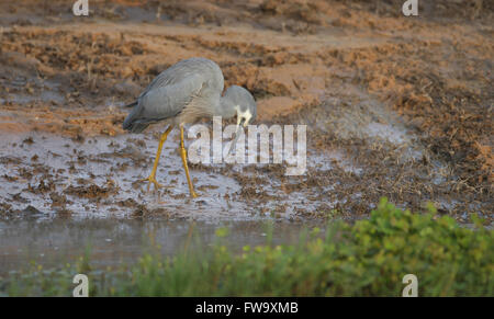 Une aigrette à face blanche - Egrett novaehollandiae - à la recherche de nourriture sur le bord d'une lagune des zones humides. Photo Chris Ison Banque D'Images