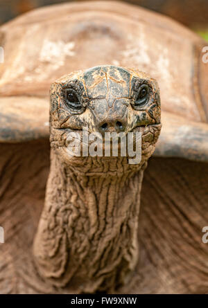 Tortue géante à l'hôtel des 4 saisons de l'Ile Maurice. Banque D'Images