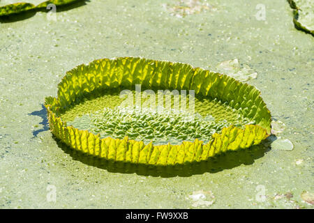 Flottant énorme,lotus nénuphar géant Amazon,Victoria amazonia Banque D'Images