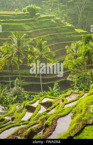 Belles terrasses de riz dans le moring lumière près de village de Tegallalang, Ubud, Bali, Indonésie. Banque D'Images