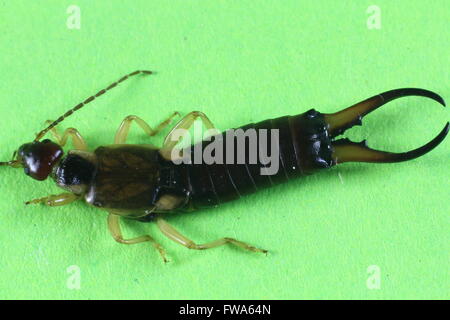 Earwig insectes (forfícula auricularia) Banque D'Images