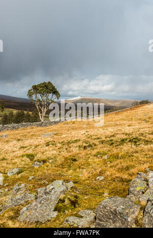 Le paysage de Brecon Beacons Penderyn Road à vers un des sommets enneigés du maïs avec un eucalyptus, Nouvelle-Galles du Sud Banque D'Images