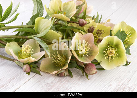 Fleurs de l'hellébore ou rose de Noël (Helleborus orientalis) Banque D'Images