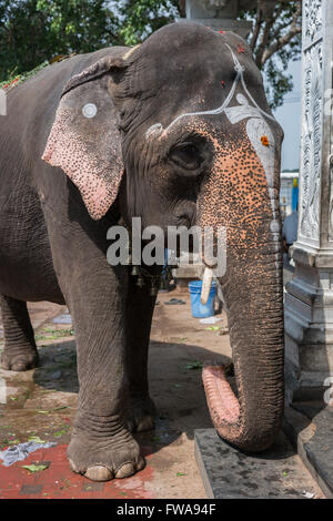 Mumbai, Inde - le 15 octobre 2013 : sanctuaire Mandapam Amma le long de la rivière Cauvery. Gros plan frontal de l'éléphant. Banque D'Images