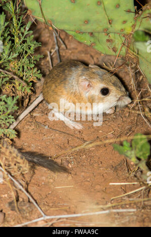 Dipodomys Merriami Rat Kangourou Merriam Près D'Elgin ARIZONA United ...