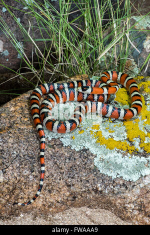 Lampropeltis pyromelana Sonoran Mountain Kingsnake pyromelana Canyon broussailleux, Huachuca Mountains, Comté de Cochise, Arizona, Unité Banque D'Images