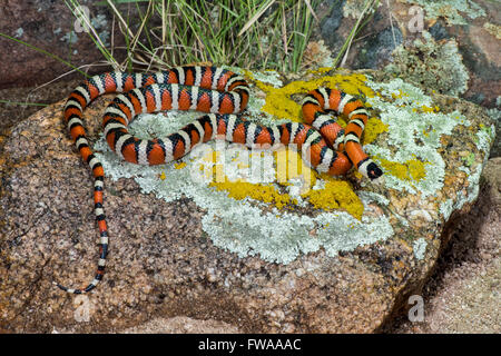 Lampropeltis pyromelana Sonoran Mountain Kingsnake pyromelana Canyon broussailleux, Huachuca Mountains, Comté de Cochise, Arizona, Unité Banque D'Images