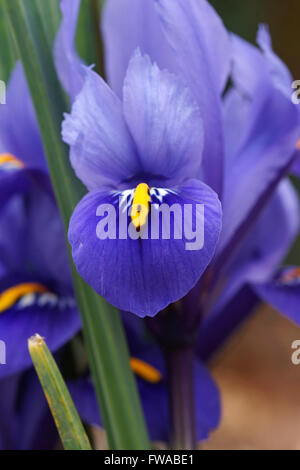 Imberbe, iris nain fleurs du printemps Banque D'Images