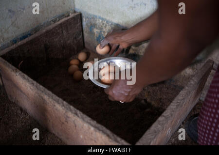 Un ovule agriculteur collecte des oeufs frais de ses poules, le Nigeria, l'Afrique Banque D'Images