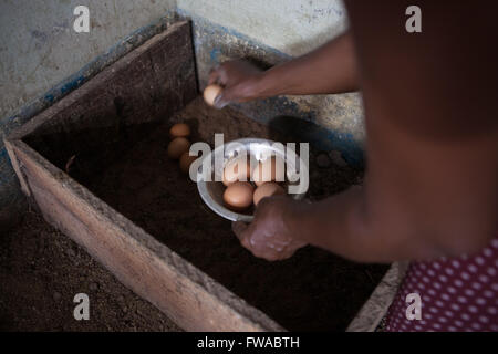 Un ovule agriculteur collecte des oeufs frais de ses poules, le Nigeria, l'Afrique Banque D'Images