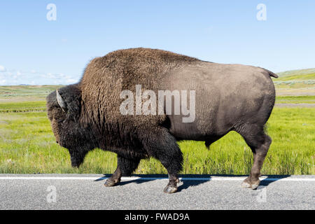 Marche sur route à Bison Yellowstone National Park Banque D'Images