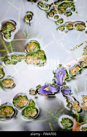 Fleurs et Feuilles dans l'eau d'un étang de jardin Banque D'Images