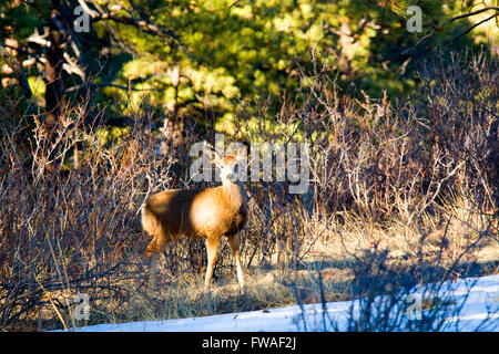 Le cerf mulet dans la neige dans le Pike National Forest Banque D'Images