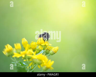 Bumble bee orange et noir assis sur une fleur jaune Banque D'Images