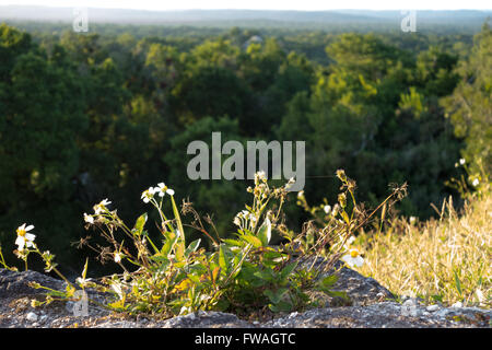 Coucher du soleil au sommet du Temple IV, Yaxha ruines maya au Guatemala Banque D'Images