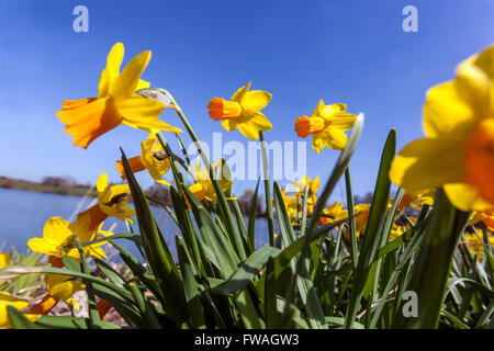 Narcisse Jetfire, jonquilles dans un jardin, regroupe de petites trompettes orange contre le ciel bleu jonquille Banque D'Images