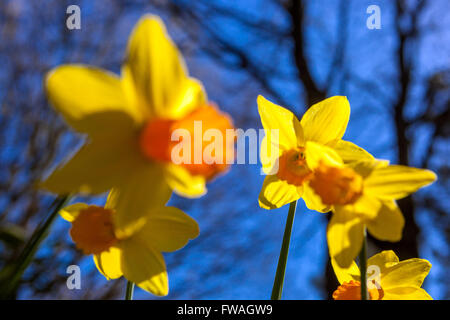 Arcissus Jetfire, Daffodil Jetfire trompettes jardin Banque D'Images