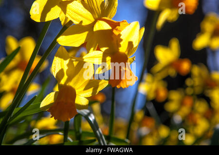 Narcissus Jetfire, Daffodil Jetfire jour ensoleillé Spring Garden début printemps avril Park Meadow le soleil brille sur les fleurs de jonquille soleil brille Banque D'Images