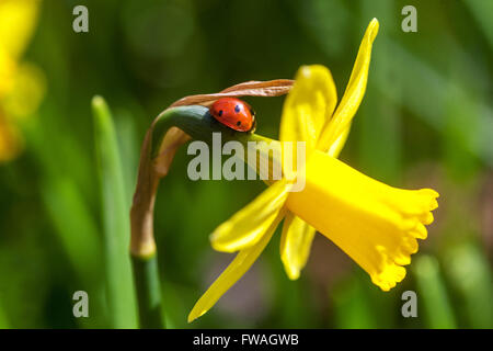 Jonquille jaune TETE a TETE jardin avril fleur d'avril coccinelle jaune coccinelle rouge sur fleur insecte sept taches insecte Coccinella septempunctata Banque D'Images