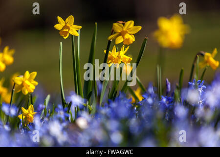 Jonquilles miniatures à floraison précoce, TETE a TETE, sur une prairie printanière bleue Banque D'Images