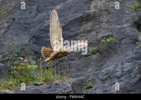 Wild Majestic Eagle Owl / Europaeischer Uhu ( Bubo bubo ) décoller avec attitude pour la chasse nocturne est vol. Banque D'Images