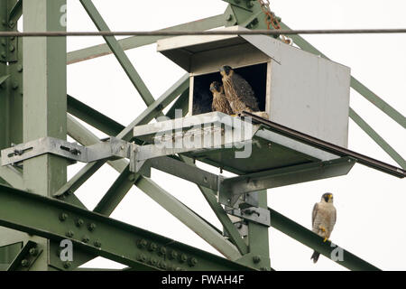Faucons pèlerins ( Falco peregrinus ), adulte avec des poussins plus âgés, se reproduisant sur un site de nidification artificiel sur un pylône électrique, faune, Europe. Banque D'Images