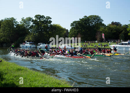 La course de bateaux-dragons sur la Tamise Banque D'Images