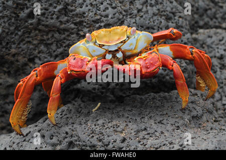 Close-up détaillé d'une Sally Lightfoot crab sur une terre de lave Galapagos Banque D'Images