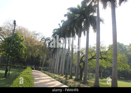 Rangée de palmiers royaux, Roystonea regia, Lodhi Garden, Delhi, a tree trunk blanc lisse avec une couronne de feuilles ressemblant à des plumes Banque D'Images