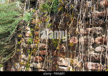 Zemun, Serbie - vieux mur brique maintien couverte de vignes rampantes Banque D'Images