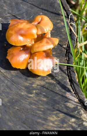 Colybie a la queue de velours, champignons poussant sur une souche d'arbre Banque D'Images