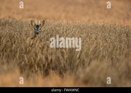 Roe Deer / Reh ( Capreolus capreolus ), jeune mâle avec des bois pointus regardant hors d'un champ de grains de couleur dorée, faune, Europe. Banque D'Images