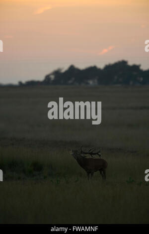 Red Deer / Rothirsch ( Cervus elaphus ), homme adulte, lonely stag en large steppe, belling après le coucher du soleil. Banque D'Images