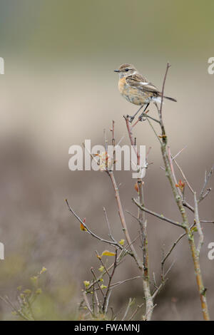 Européenne femelle Stonechat ( Saxicola torquata ) perché au sommet d'un buisson en face d'un contexte naturel d'Heather. Banque D'Images