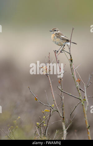Femelle européenne Stonechat ( Saxicola torquata ) perchée sur un buisson devant un fond naturel de bruyère, faune, Europe. Banque D'Images