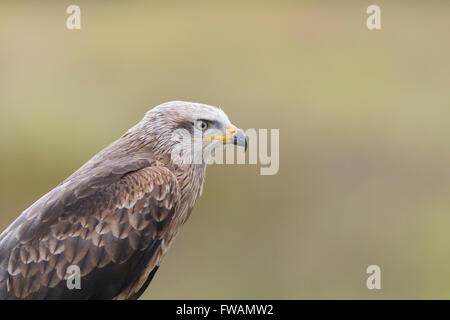 Milan noir Milvus migrans, adulte, portrait, Hawk Conservancy Trust, Andover, Hampshire, Royaume-Uni en septembre. Banque D'Images