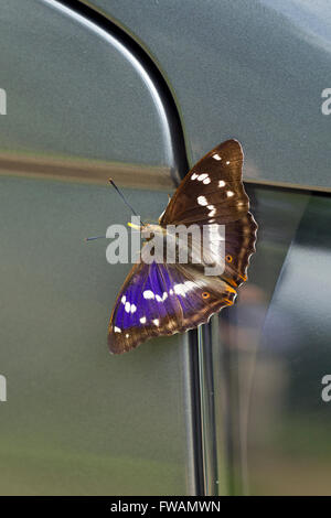 Purple emperor Apatura iris, homme, prenant les sels de campervan, Bernwood Forest, Bucks, au Royaume-Uni, en juillet. Banque D'Images