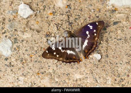 Purple emperor Apatura iris, homme, se prélassant sur le sol, forêt, Bernwood UK en juillet. Banque D'Images