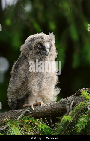 Hibou moyen / long Waldohreule ( Asio otus ), les jeunes, les oisillons se percher dans un conifère, semble drôle pendant le sommeil. Banque D'Images