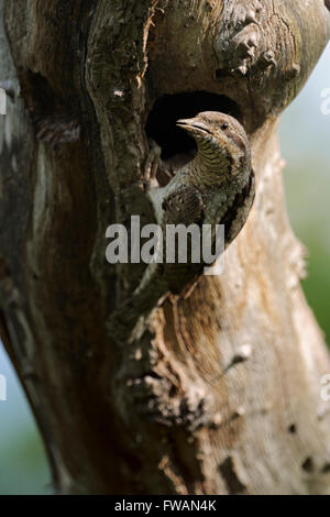 / Wendehals eurasienne fourmilier Jynx torquilla ( ) situé en face de son trou de nidification dans un tronc d'arbre. Banque D'Images